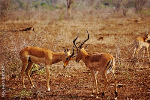 Impala Males fight over Dominance 