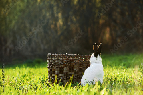 California or California white breed of domestic rabbit sits next to a basket