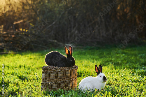 Two rabbits black and white sits on a meadow