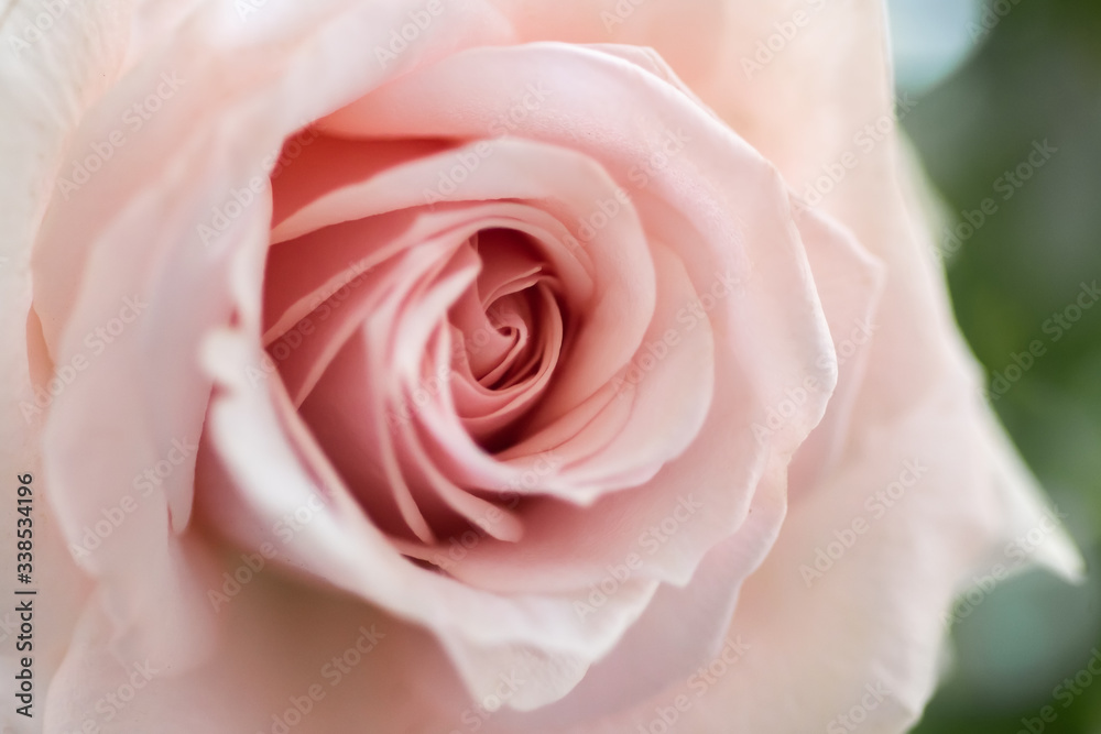 Fototapeta premium Beautiful pink Rose bud close up background copy space