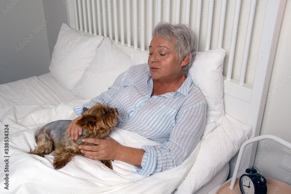 Senior woman laying in bed with her Yorkshire Terrier. Canis therapy dog. Senior woman laying in bed with her Yorkshire Terrier. Canis therapy dog.