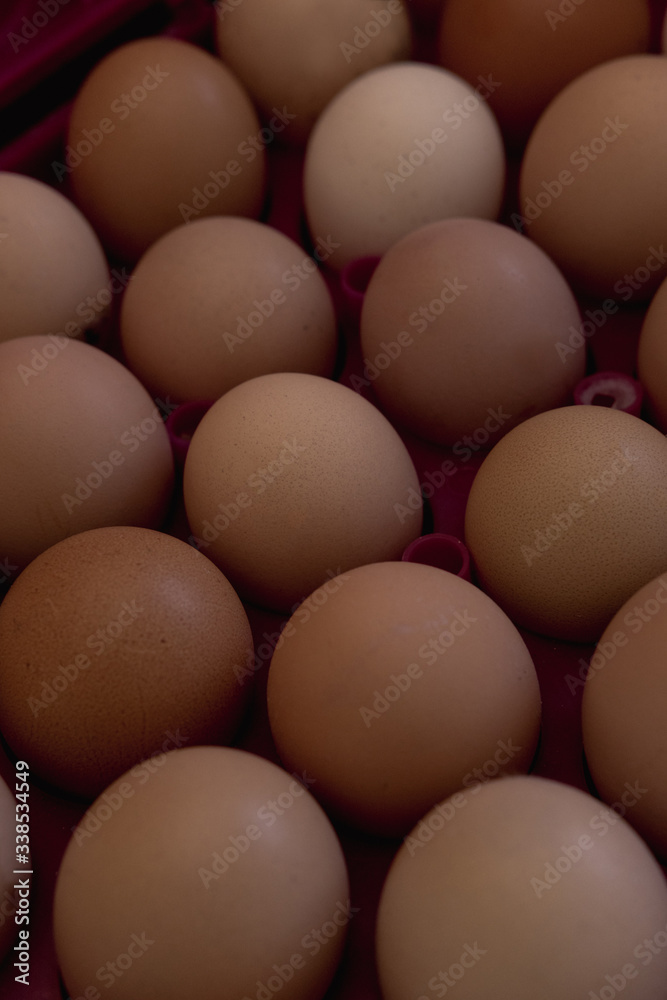 lots of eggs, chicken egg tray, Easter eggs lots of eggs, chicken egg tray, Easter eggs