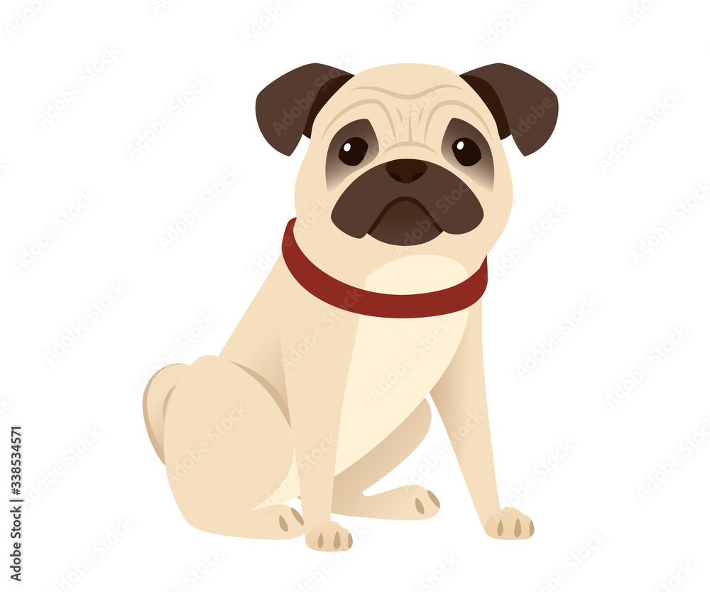 Cute small friendly pug dog cartoon domestic animal design flat vector illustration isolated on white background Cute small friendly pug dog cartoon domestic animal design flat vector illustration isolated on white background