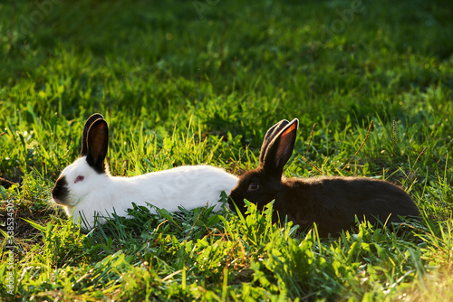 Two rabbits graze in the meadow. Two rabbits among the grass