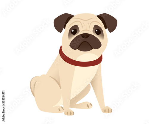 Cute small friendly pug dog cartoon domestic animal design flat vector illustration isolated on white background
