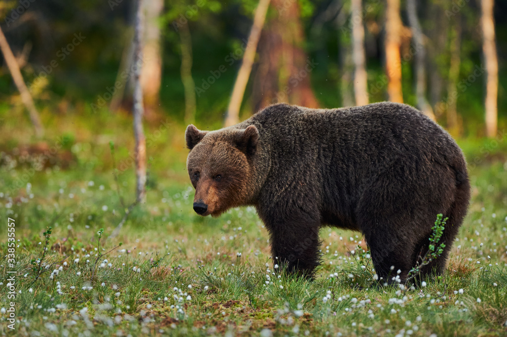 Male brown bear (Ursus arctos)