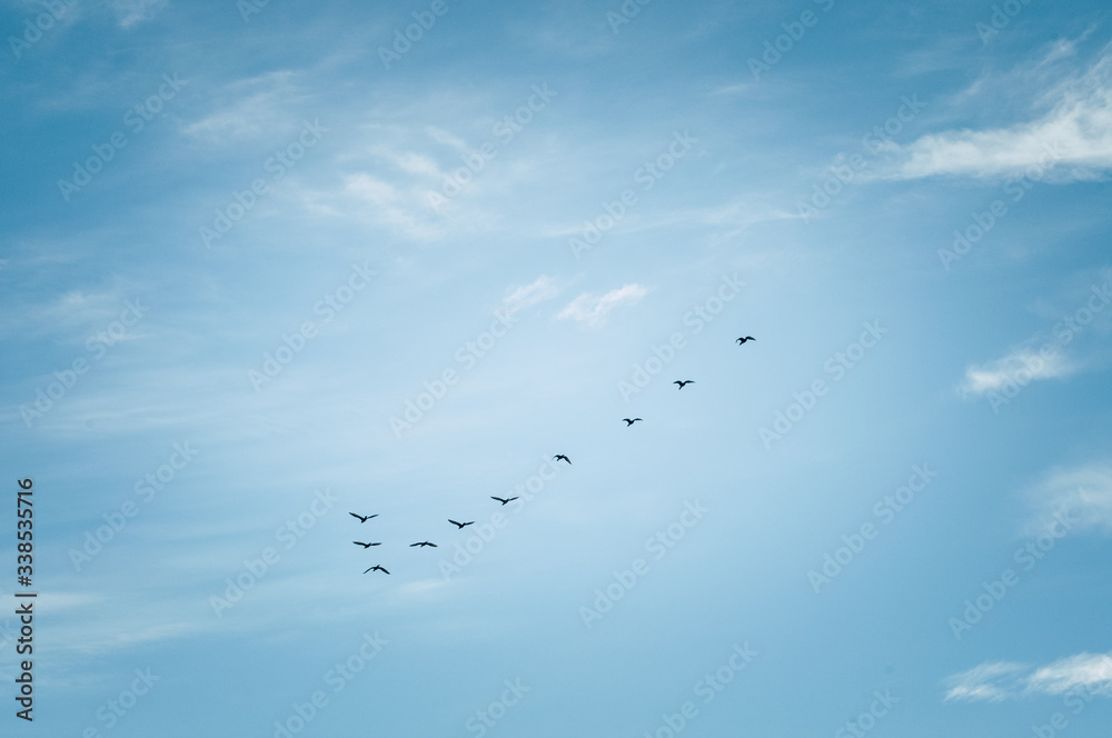 Formation of flying birds in the blue sky Formation of flying birds in the blue sky