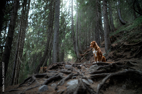 tracking with a dog in the forest. Pet for a walk. Nova Scotia Duck Tolling Retriever in nature