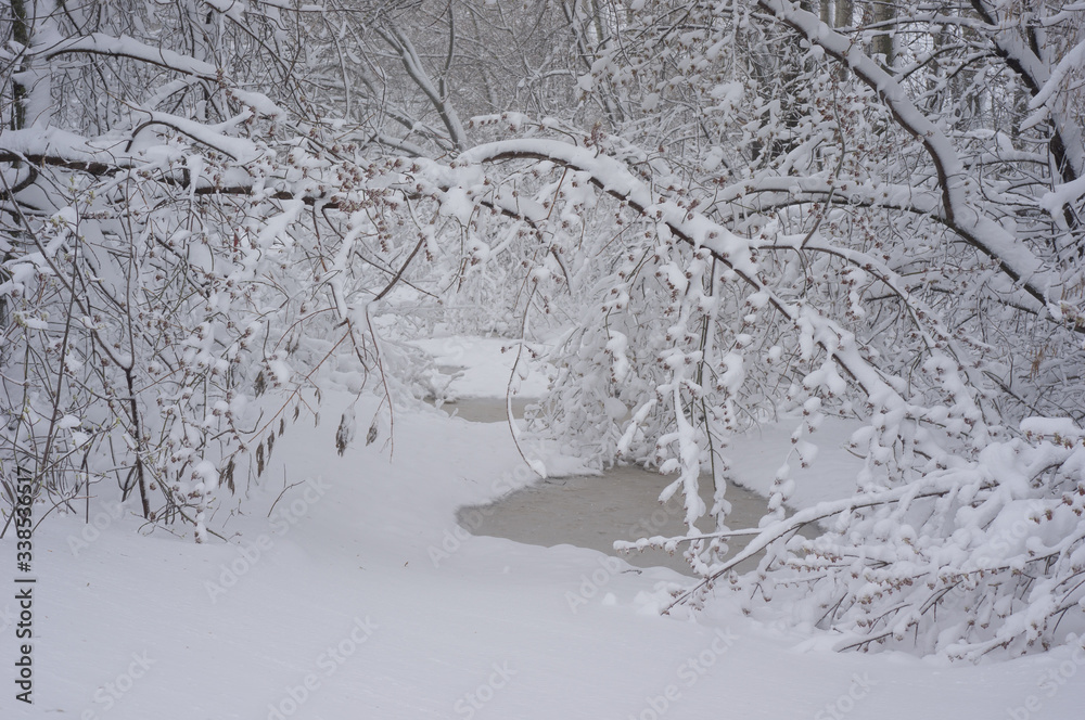 A river filled with snow, with small channels and snow-covered trees growing nearby
