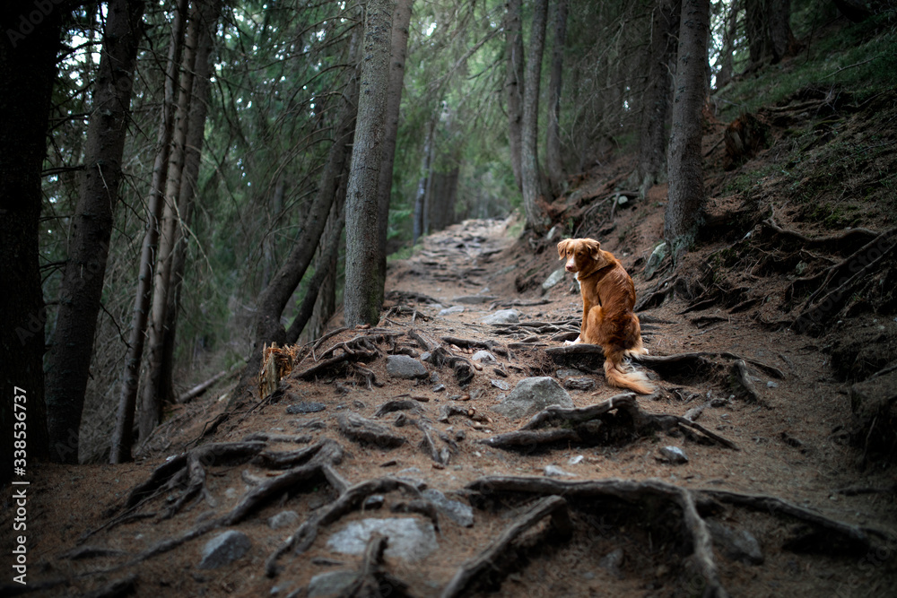 tracking with a dog in the forest. Pet for a walk. Nova Scotia Duck Tolling Retriever in nature tracking with a dog in the forest. Pet for a walk. Nova Scotia Duck Tolling Retriever in nature