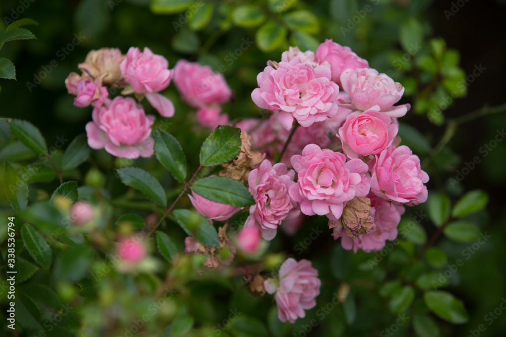 pink rose bush in the garden