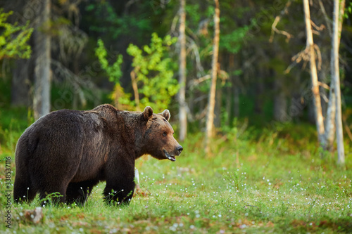 Wild male brown bear (Ursus arctos)
