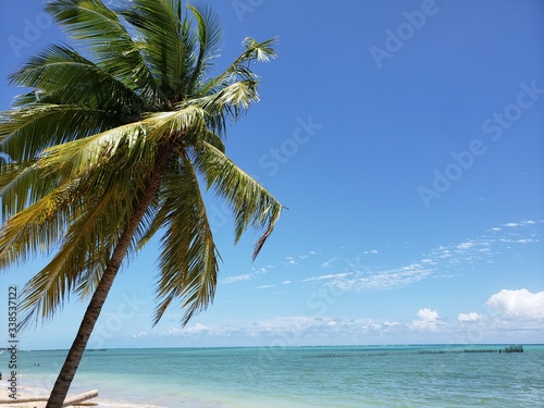 Fototapeta Naklejka Na Ścianę i Meble -  coqueiro, palmeira, praia, natureza, paraíso, férias, paradisíaco, 