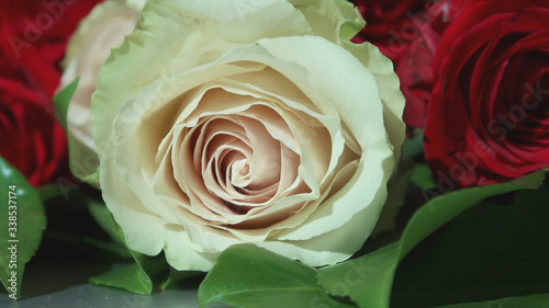 close up of white and pink rose with red roses in the background