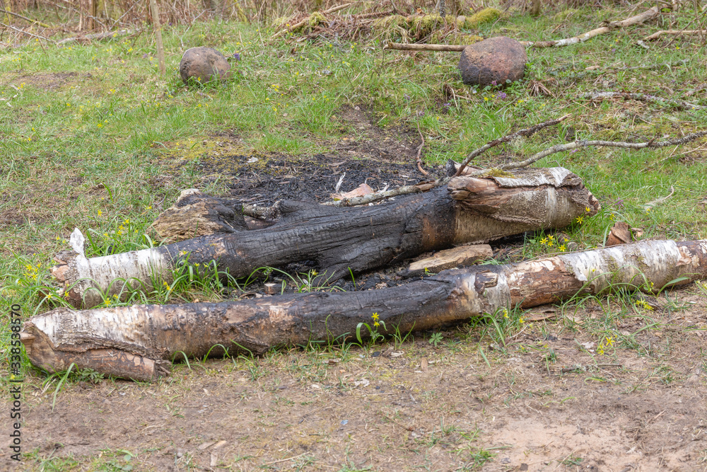 dead tree stump in fireplace in camping place dead tree stump in fireplace in camping place