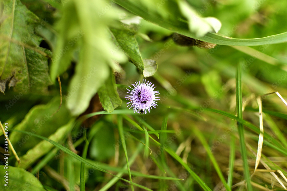 Ants climbed into a purple flower against a background of green grass Ants climbed into a purple flower against a background of green grass