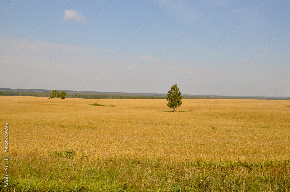 Gold meadow with green trees far away and blue sky. Bright summer. Perfect weather. Travelling