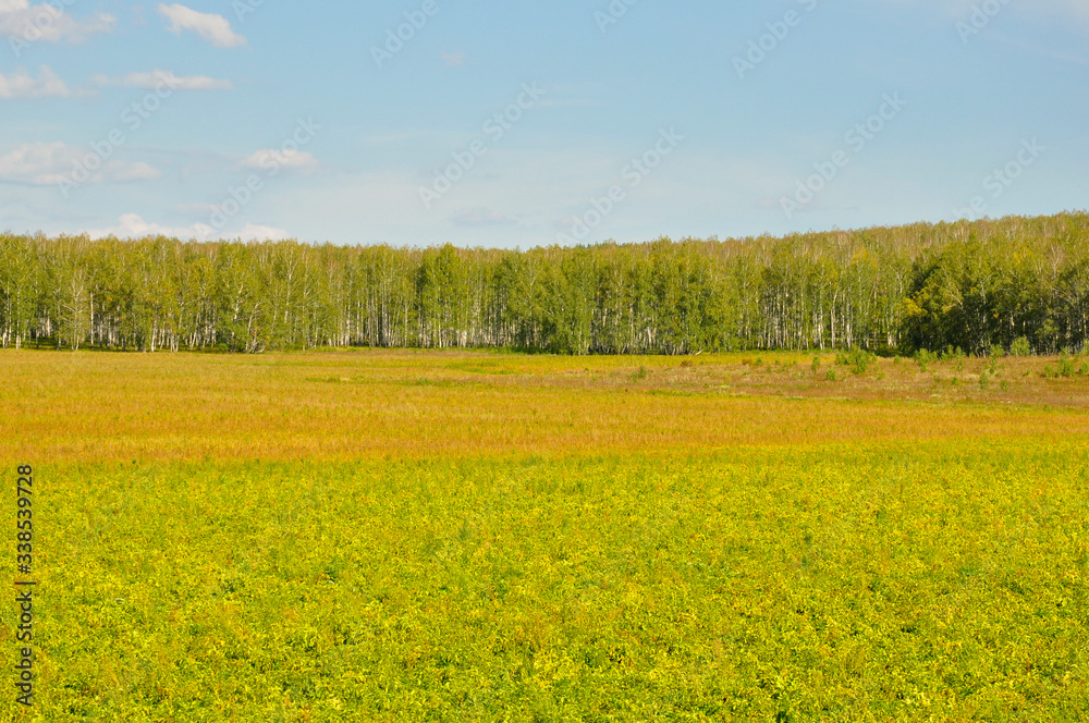 Gold meadow with green trees far away and blue sky. Bright summer. Perfect weather. Travelling Gold meadow with green trees far away and blue sky. Bright summer. Perfect weather. Travelling