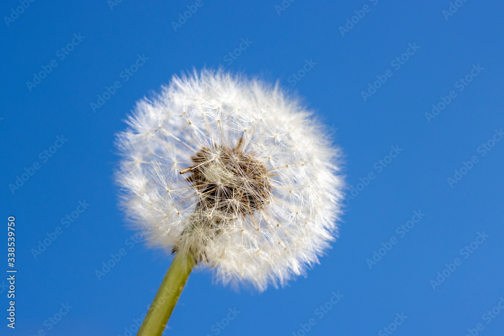 close-up of a dandelion against a blue sky