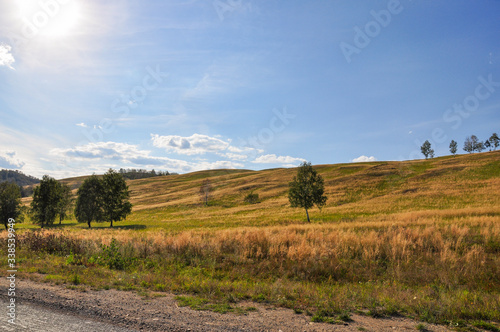 Gold meadow with green trees far away and blue sky. Bright summer. Perfect weather. Travelling