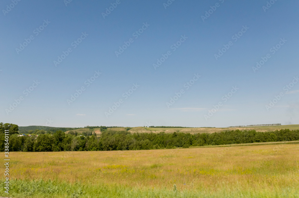 Fototapeta premium Gold meadow with green trees far away and blue sky. Bright summer. Perfect weather. Travelling