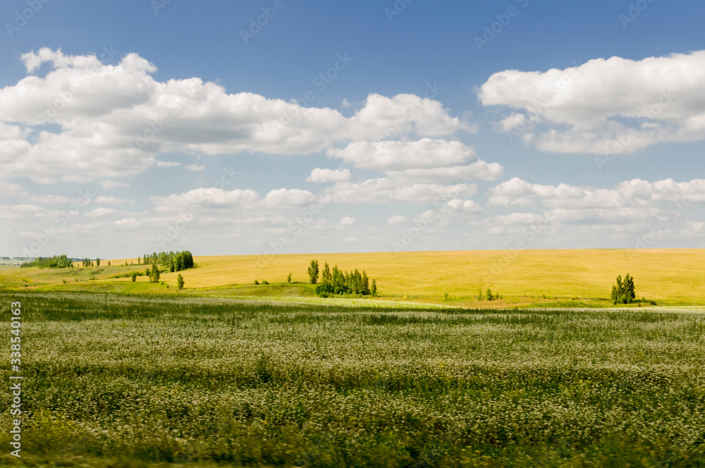Gold meadow with green trees far away and blue sky. Bright summer. Perfect weather. Travelling Gold meadow with green trees far away and blue sky. Bright summer. Perfect weather. Travelling
