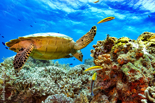 Sea Turtle swimming in the ocean