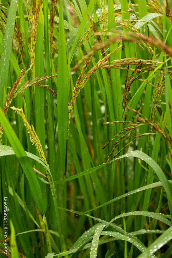 Rice burry field,ripe paddy cereal grain in rural field. Rice burry field,ripe paddy cereal grain in rural field.