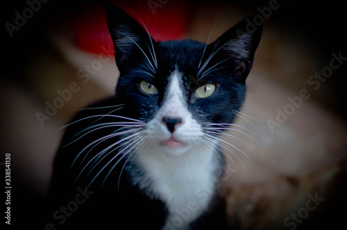 black and white cat