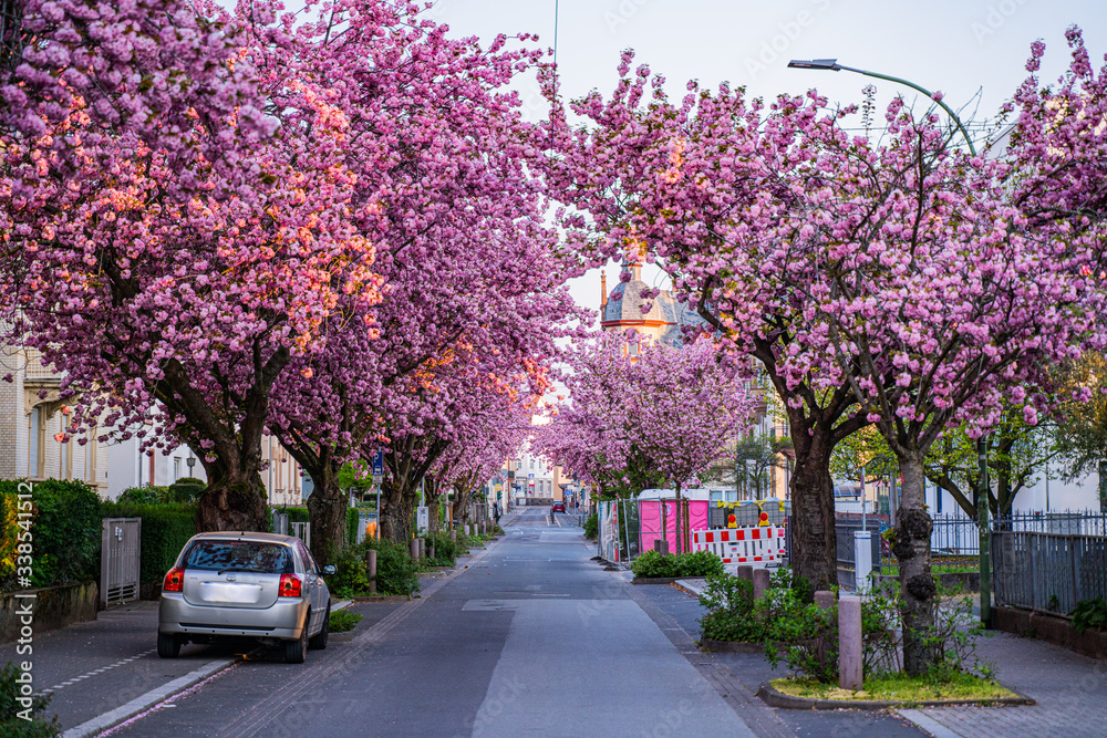 View of the blossom cherries in the German Village 