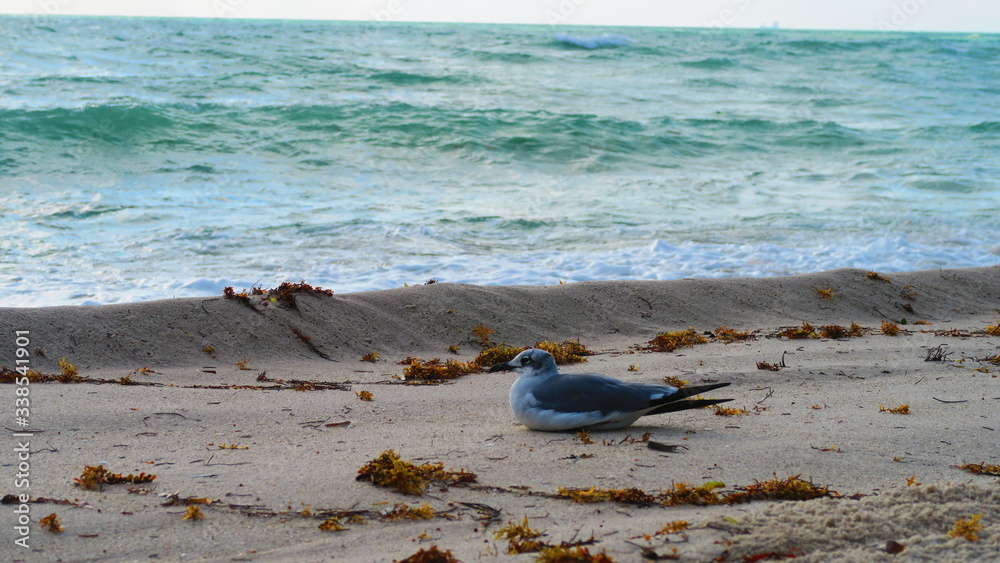 Fototapeta premium MMW