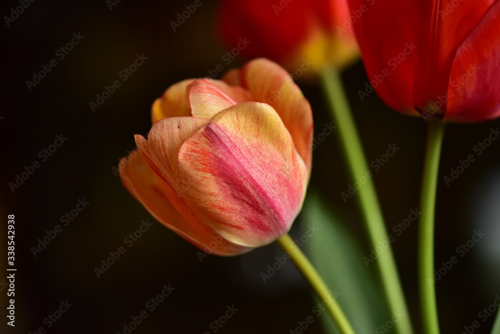 red tulip on black background red tulip on black background
