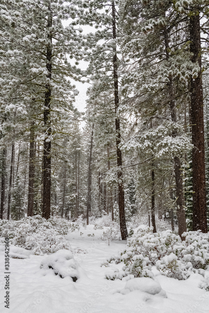 Pine trees under a lot of snow, during a snow storm
Pine trees under a lot of snow, during a snow storm