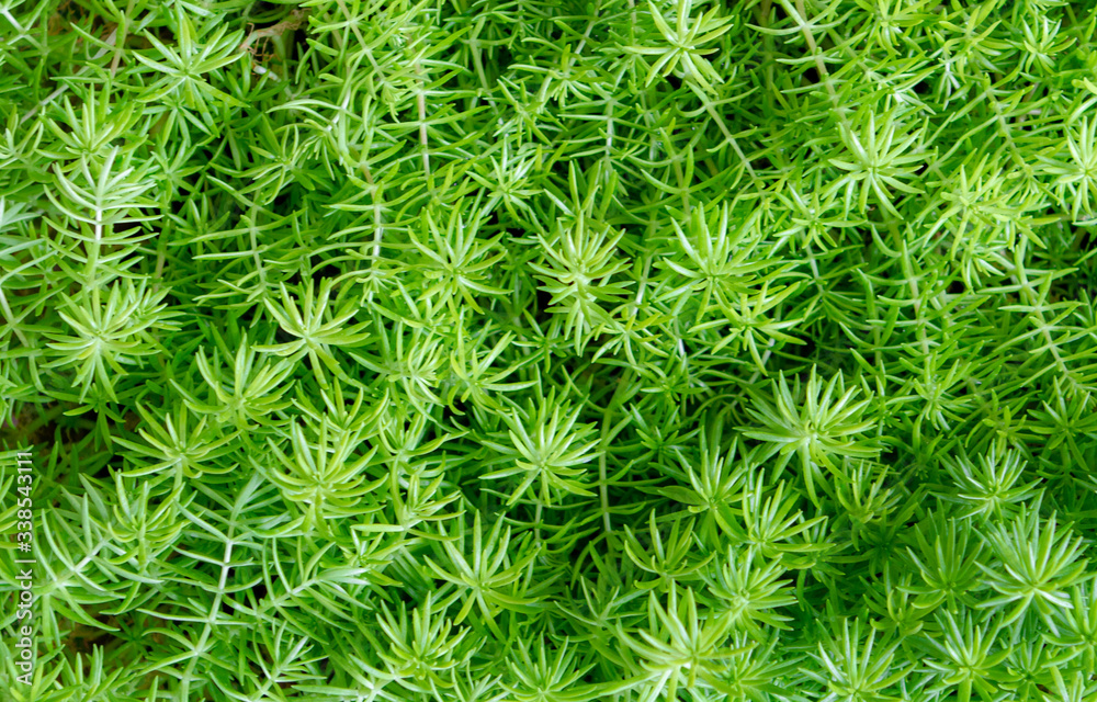 Spring plants and flowers in bloom Spring plants and flowers in bloom