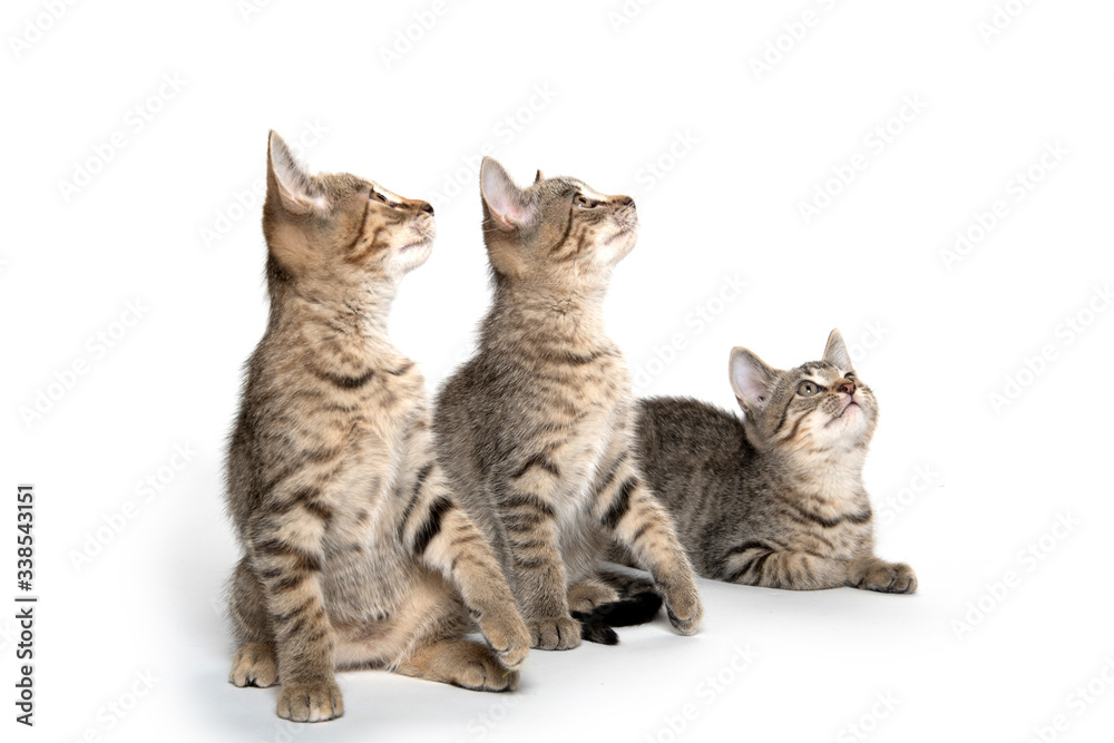 Three tabby kittens on white