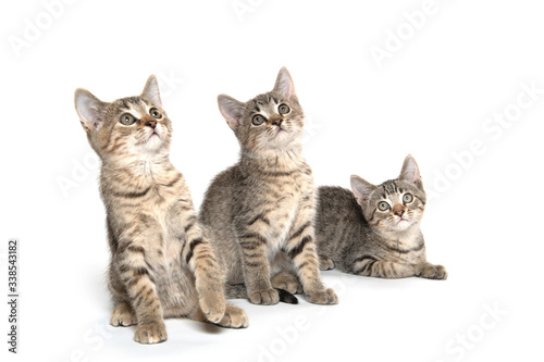 Three tabby kittens on white