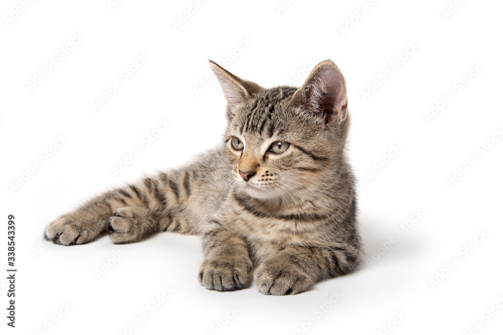 Tabby kitten laying down on white Tabby kitten laying down on white