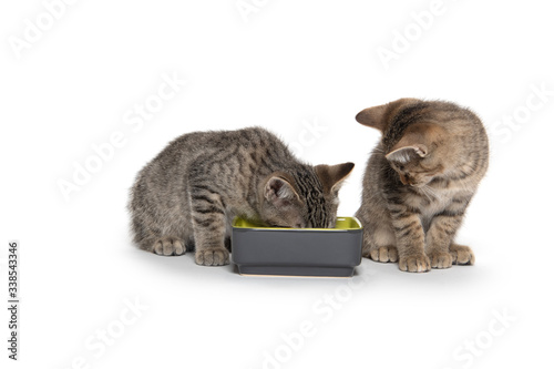 Kitten eating out of food bowl © Tony Campbell