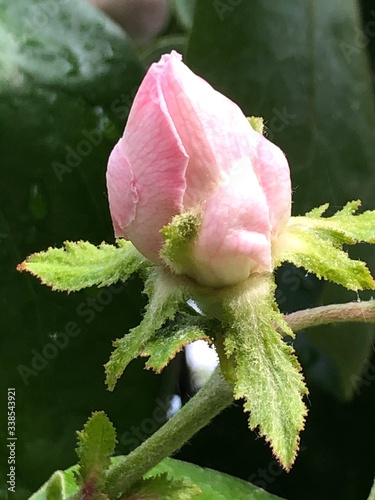 Tablou canvas pink rose with water drops
