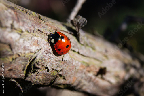 seven spotted ladybug Coccinella septempunctata