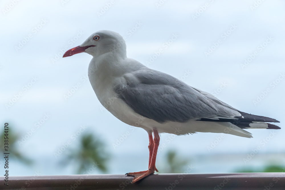 seagull on a balcony. blurred tropical seascape in the background seagull on a balcony. blurred tropical seascape in the background