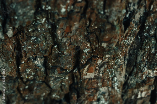 tree bark with textural moss. natural background. Textural tree bark in the forest.