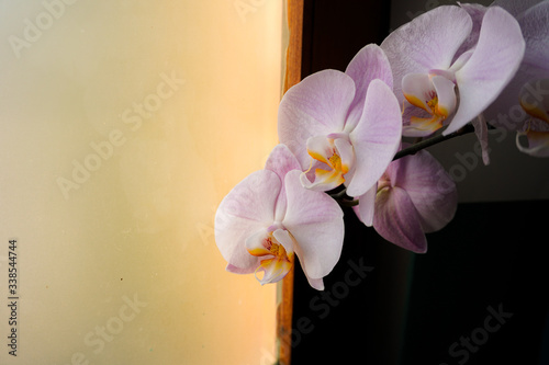 Flores orquideas photo