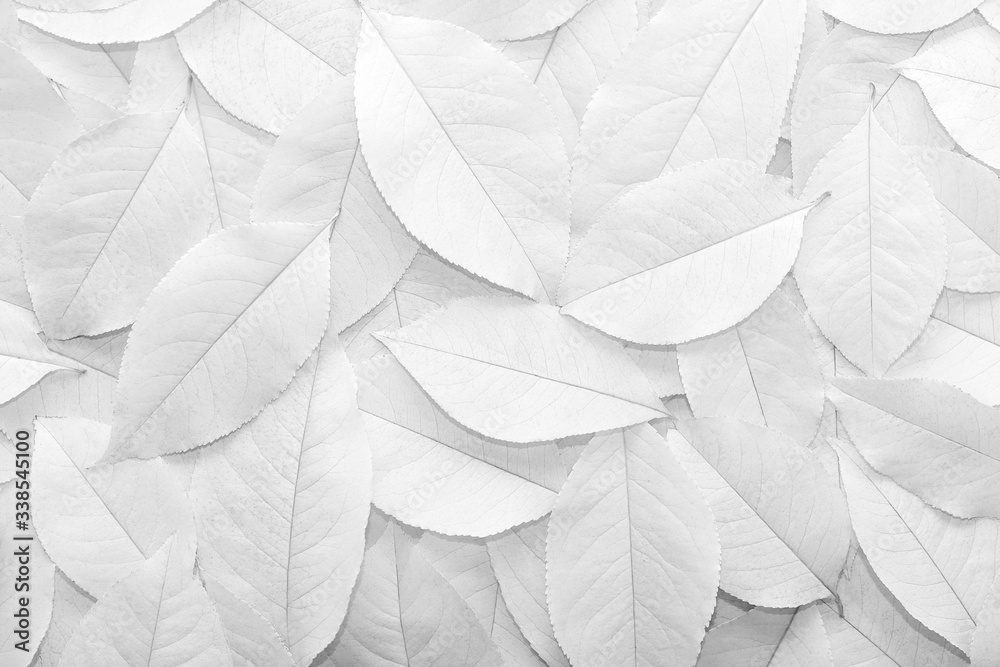 White background. Background from autumn fallen leaves closeup. Black and white photo. - obrazy, fototapety, plakaty 