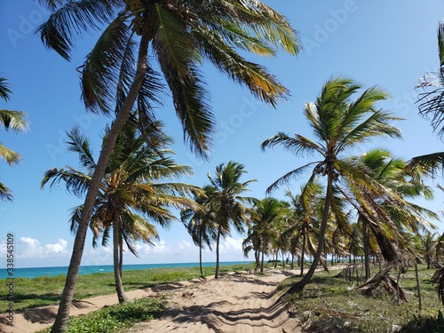 Fototapeta Naklejka Na Ścianę i Meble -  caminho, estrada, rua, na areia entre palmeiras e coqueiros