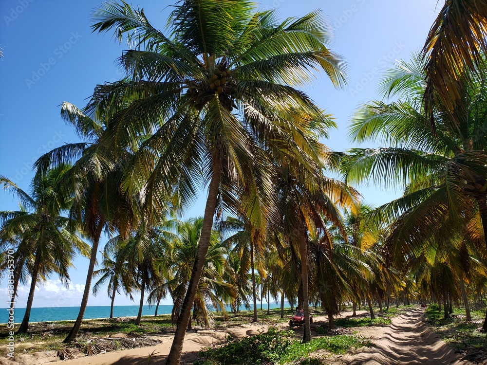caminho, estrada, rua, na areia entre palmeiras e coqueiros