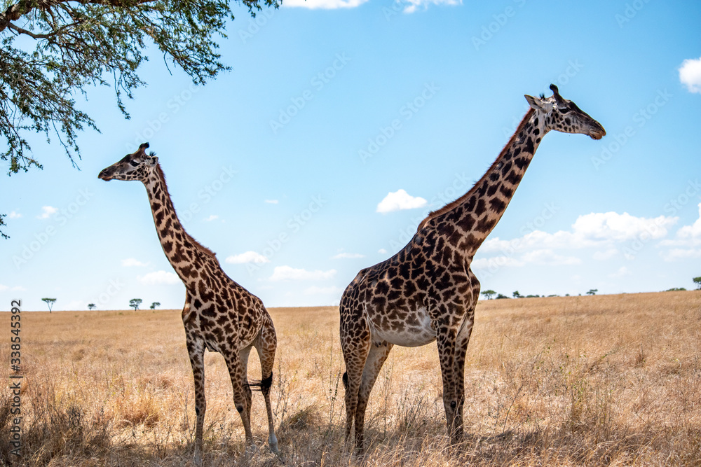 Obraz premium Two giraffes in Tanzania facing opposite directions with blue sky in background.