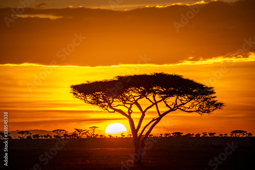 Acacia trees at sunrise on the Serengeti