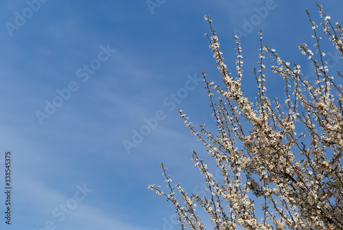 branch of spring tree over blue sky with copyspace