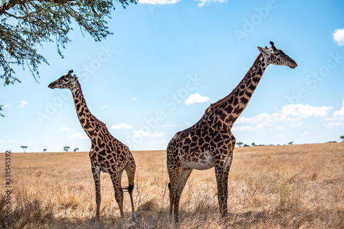 Two giraffes in Tanzania facing opposite directions with blue sky in background.